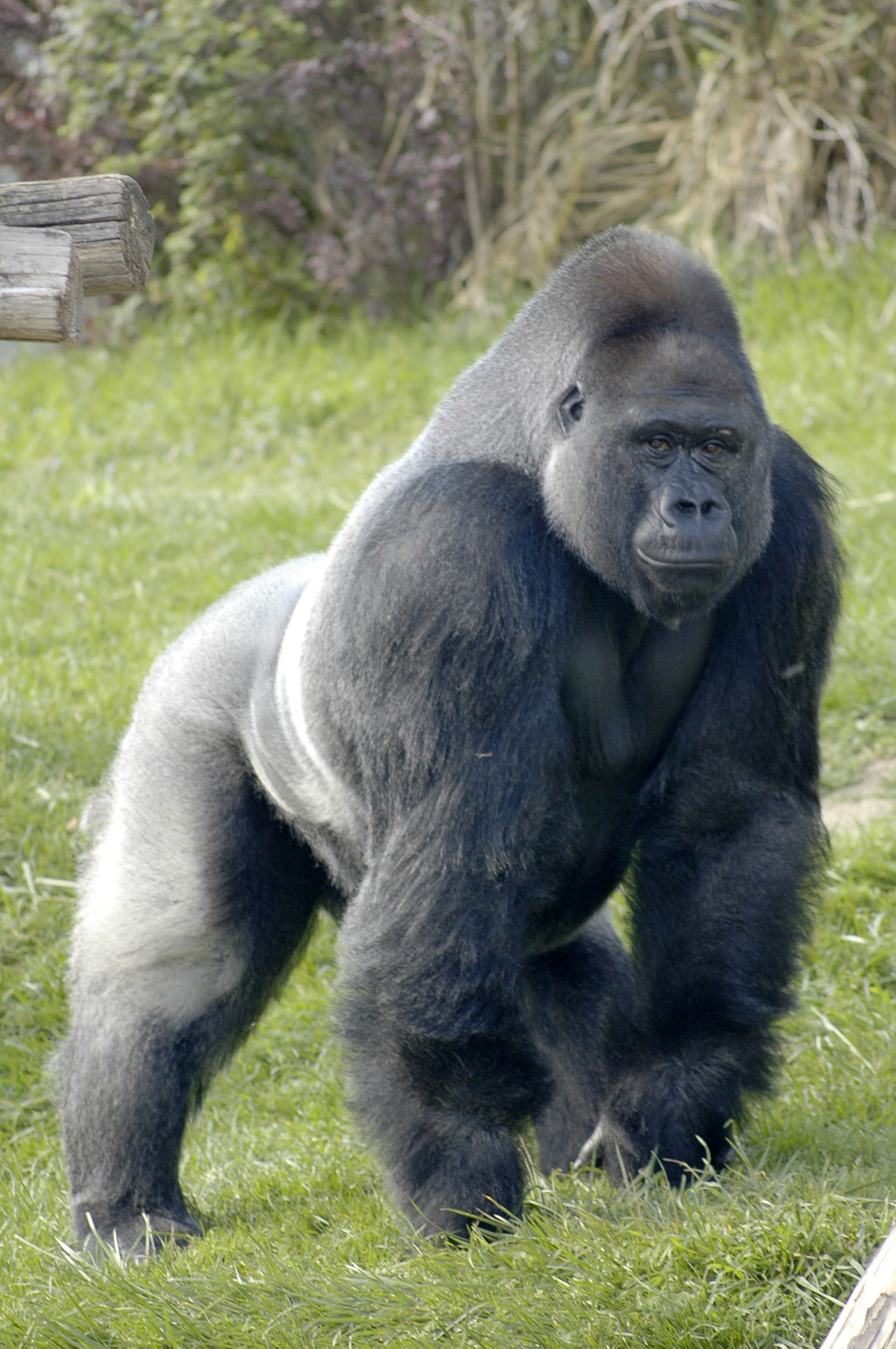 gorilla