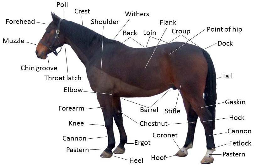 horse